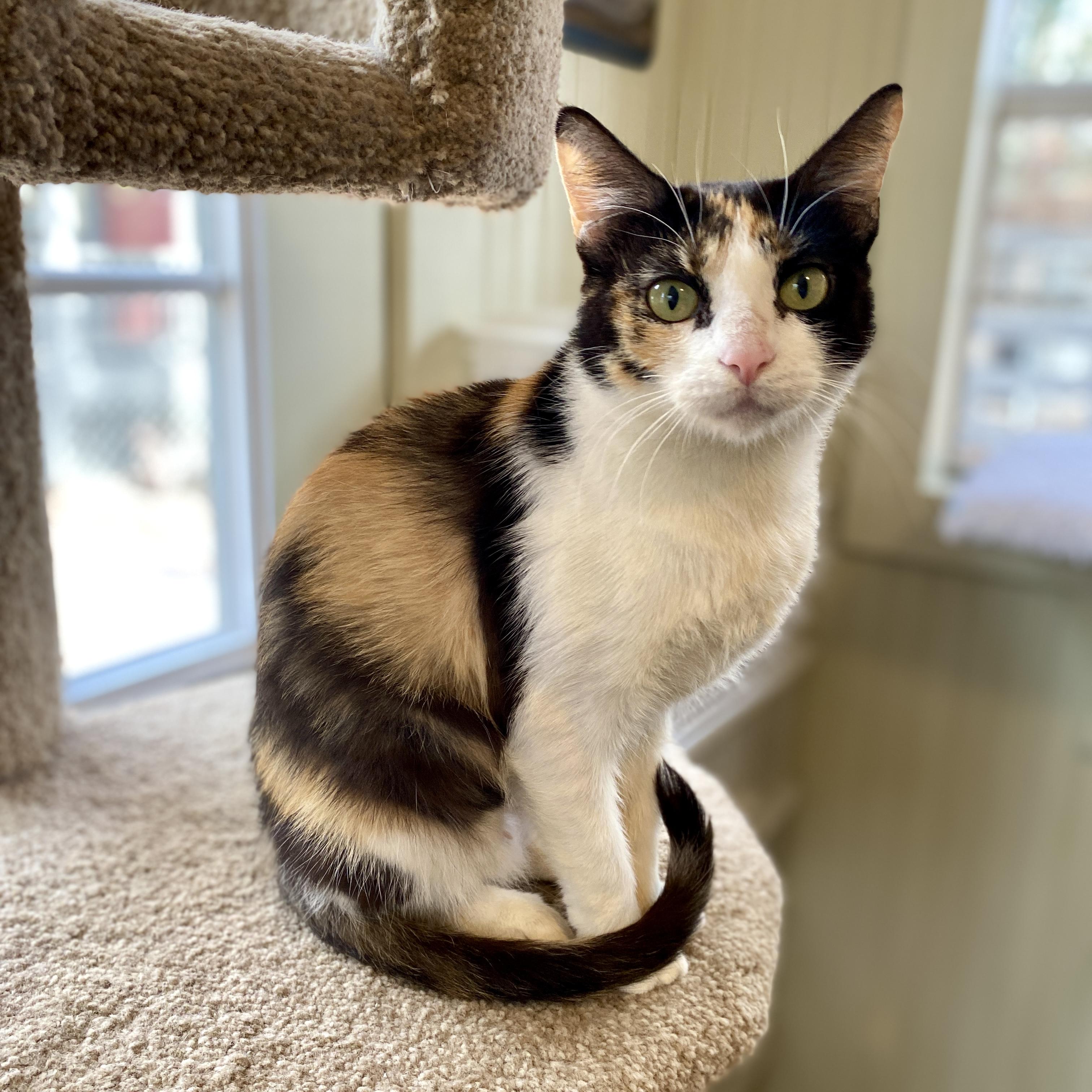 Enlarge Clementine, a Adoptable Calico in Jasper, GA image 3/3