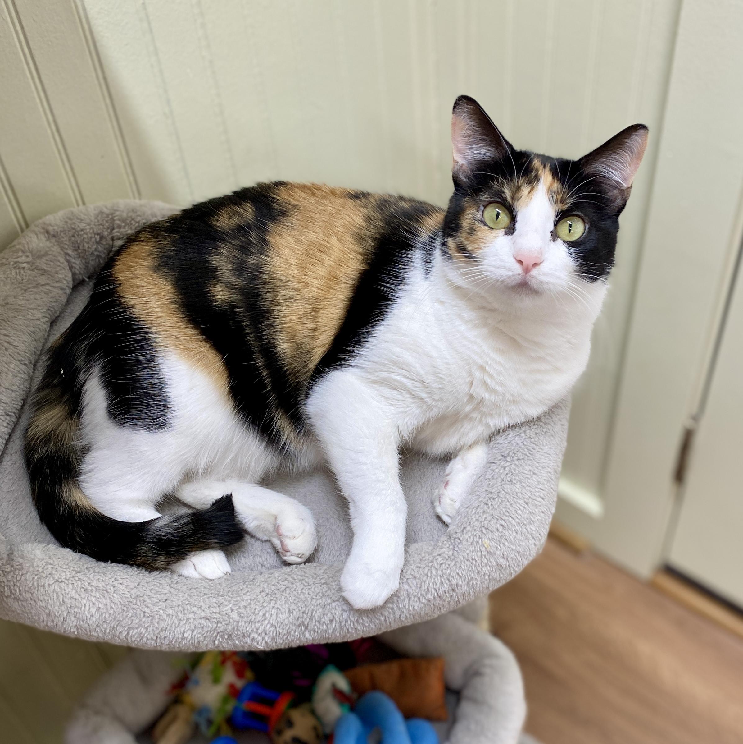 Enlarge Clementine, a Adoptable Calico in Jasper, GA image 2/3