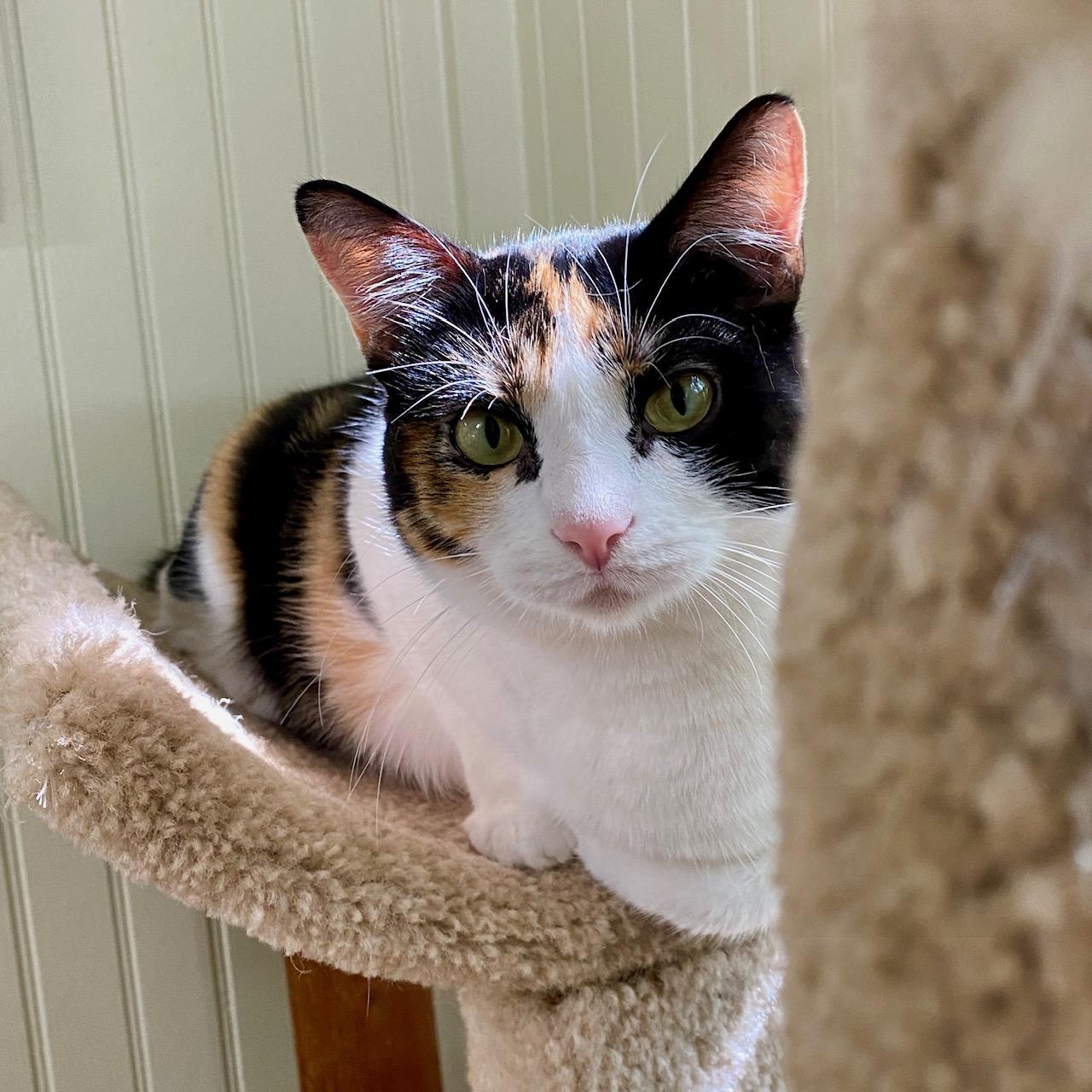 Enlarge Clementine, a Adoptable Calico in Jasper, GA image 1/3