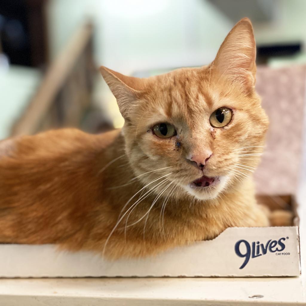 Peepers, Adoptable, Senior Male Domestic Short Hair.