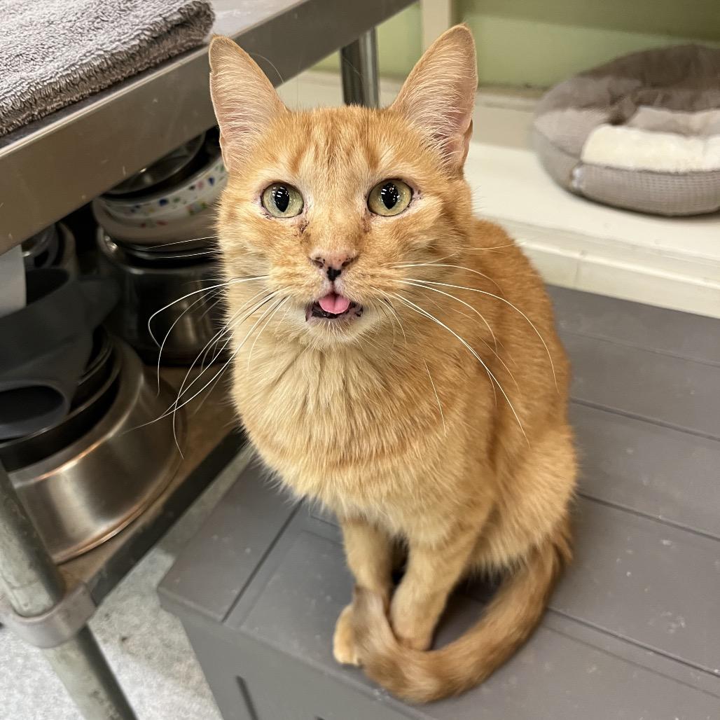 Enlarge Peepers, a Adoptable Domestic Short Hair in Mount Juliet, TN image 2/4