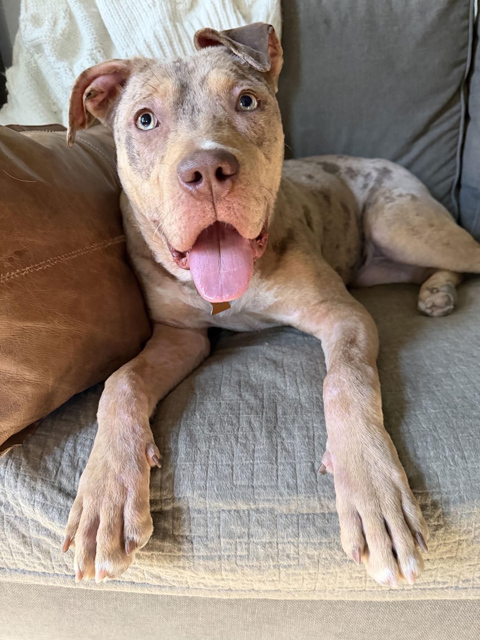 Enlarge Hattie, a Adoptable Pit Bull Terrier in Sunnyvale, CA image 1/1