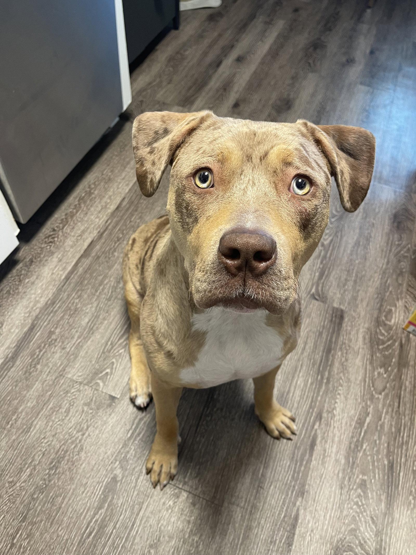 Hattie, a Adoptable Pit Bull Terrier in Sunnyvale, CA image 2/2