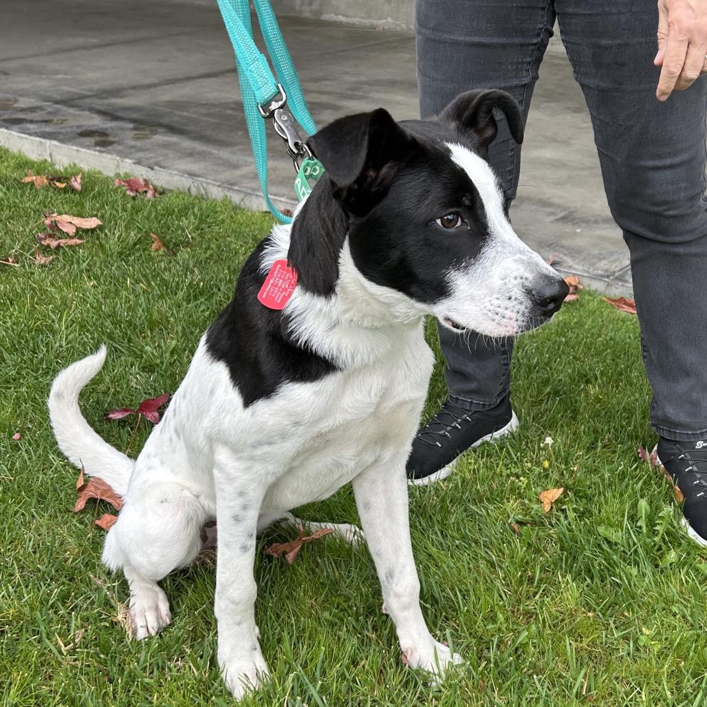 Enlarge Boston, a Adoptable mixed breed in Long Beach, CA image 2/6