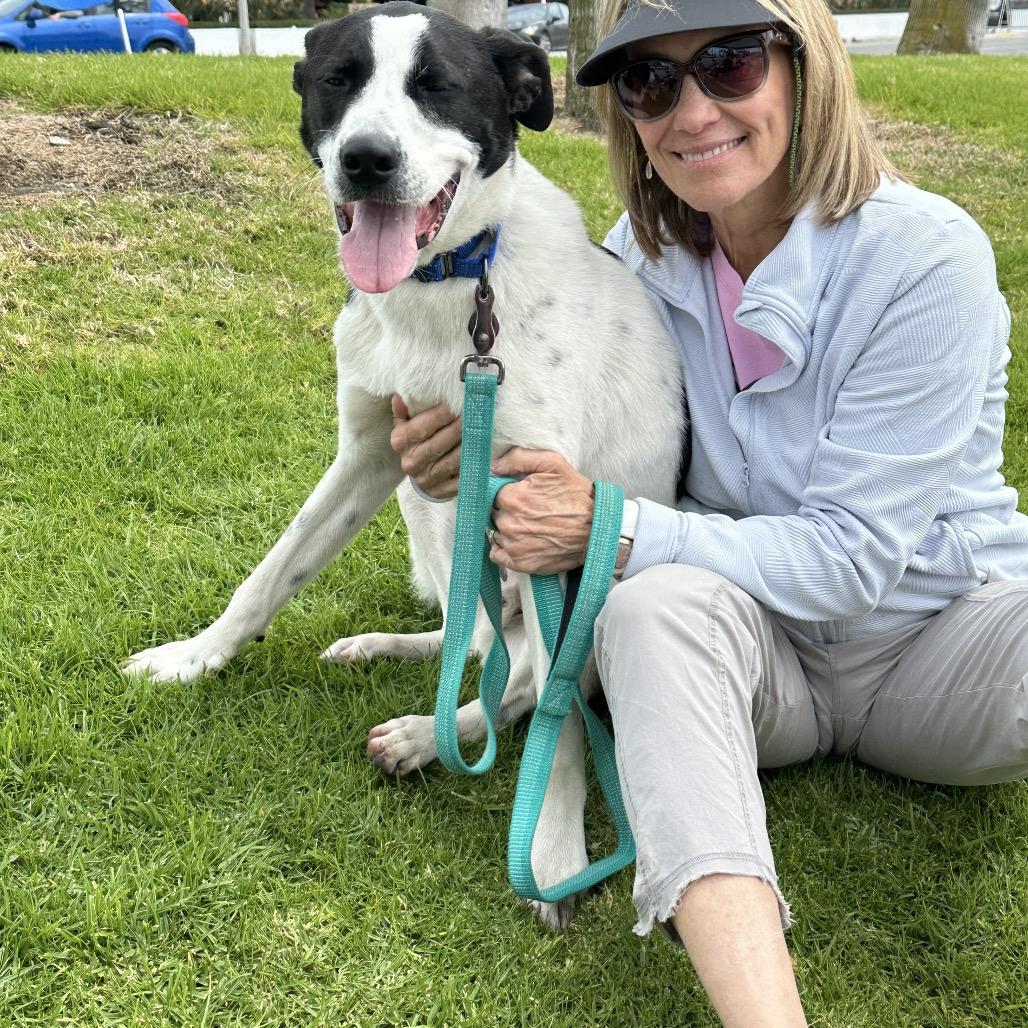 Enlarge Boston, a Adoptable mixed breed in Long Beach, CA image 4/6