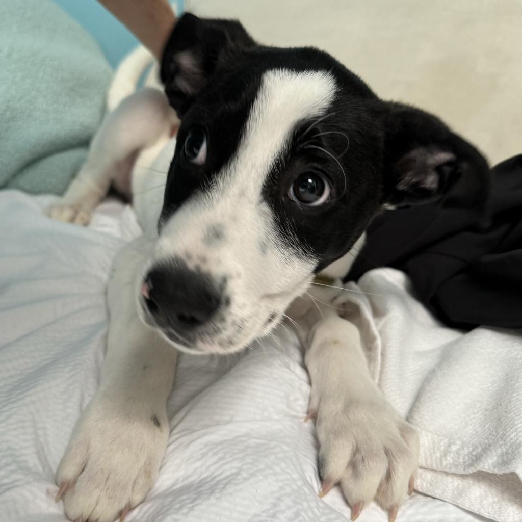 Enlarge Boston, a Adoptable mixed breed in Long Beach, CA image 5/6