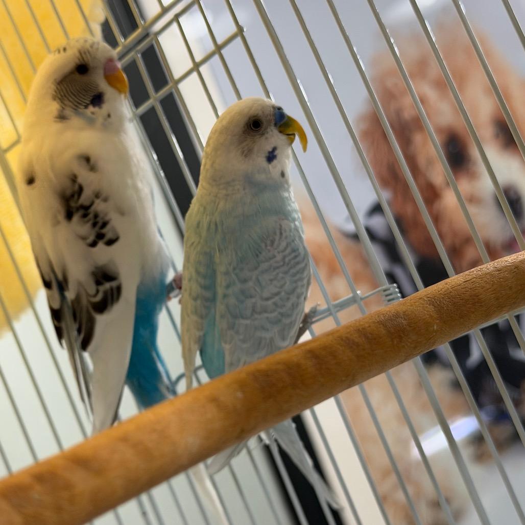 Neptune and Bubbles, adopted, Young Male Parakeet (Other).