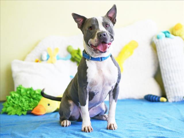 Enlarge SEAMUS, a Adoptable American Staffordshire Terrier in Tavares, FL image 1/1