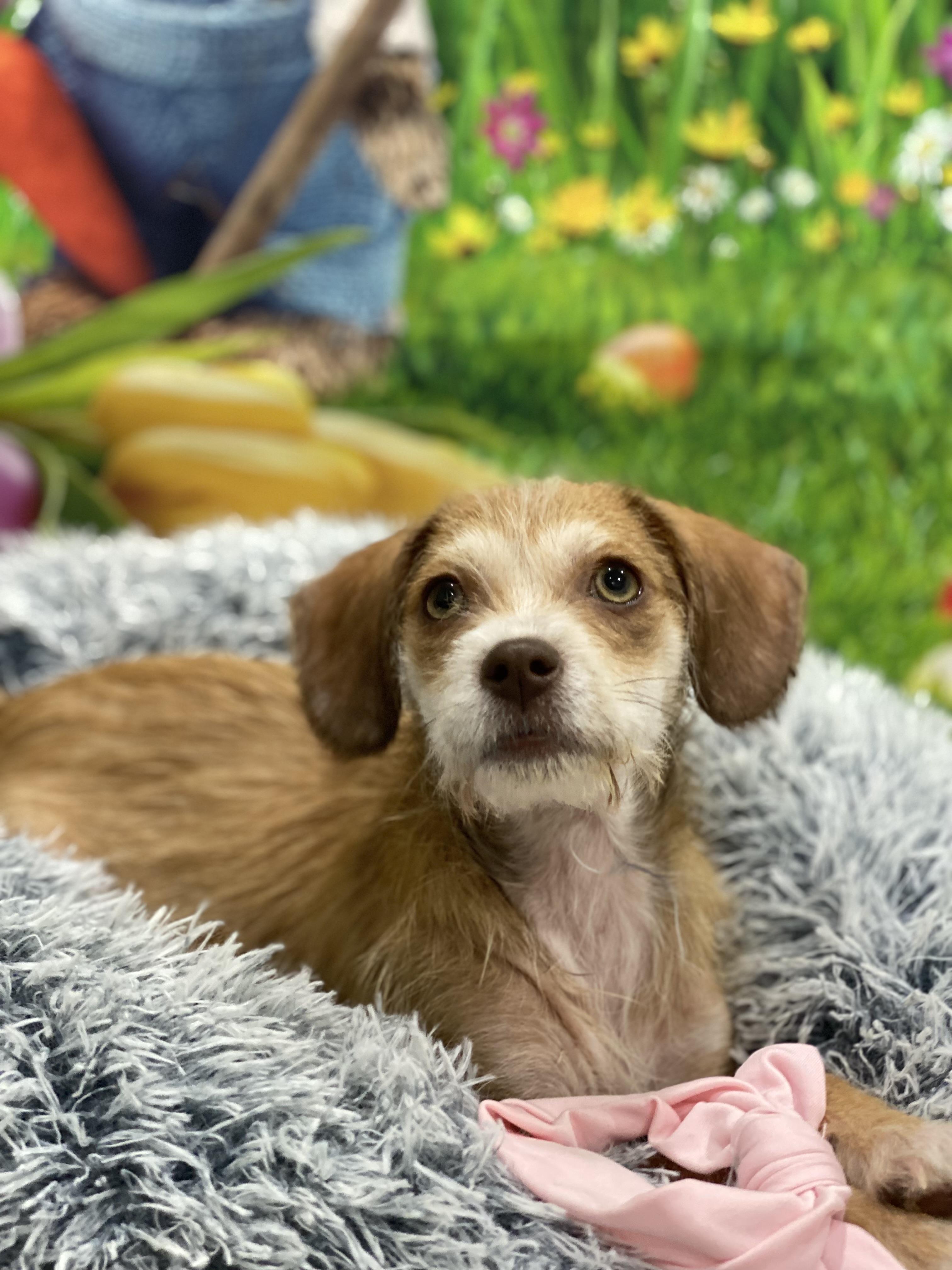 Enlarge Petunia, a Adoptable Terrier in Copiague, NY image 2/5