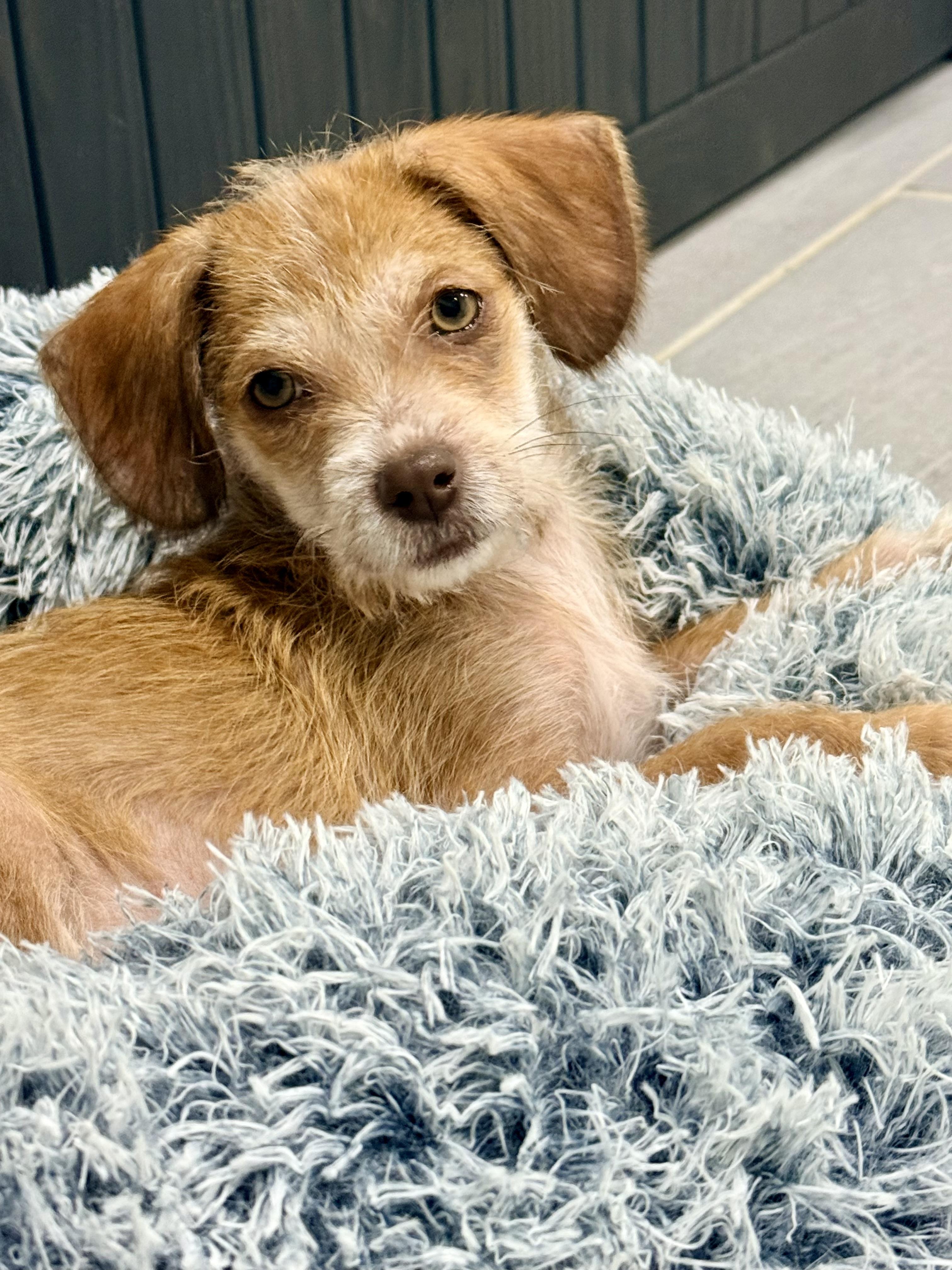 Enlarge Petunia, a Adoptable Terrier in Copiague, NY image 5/5