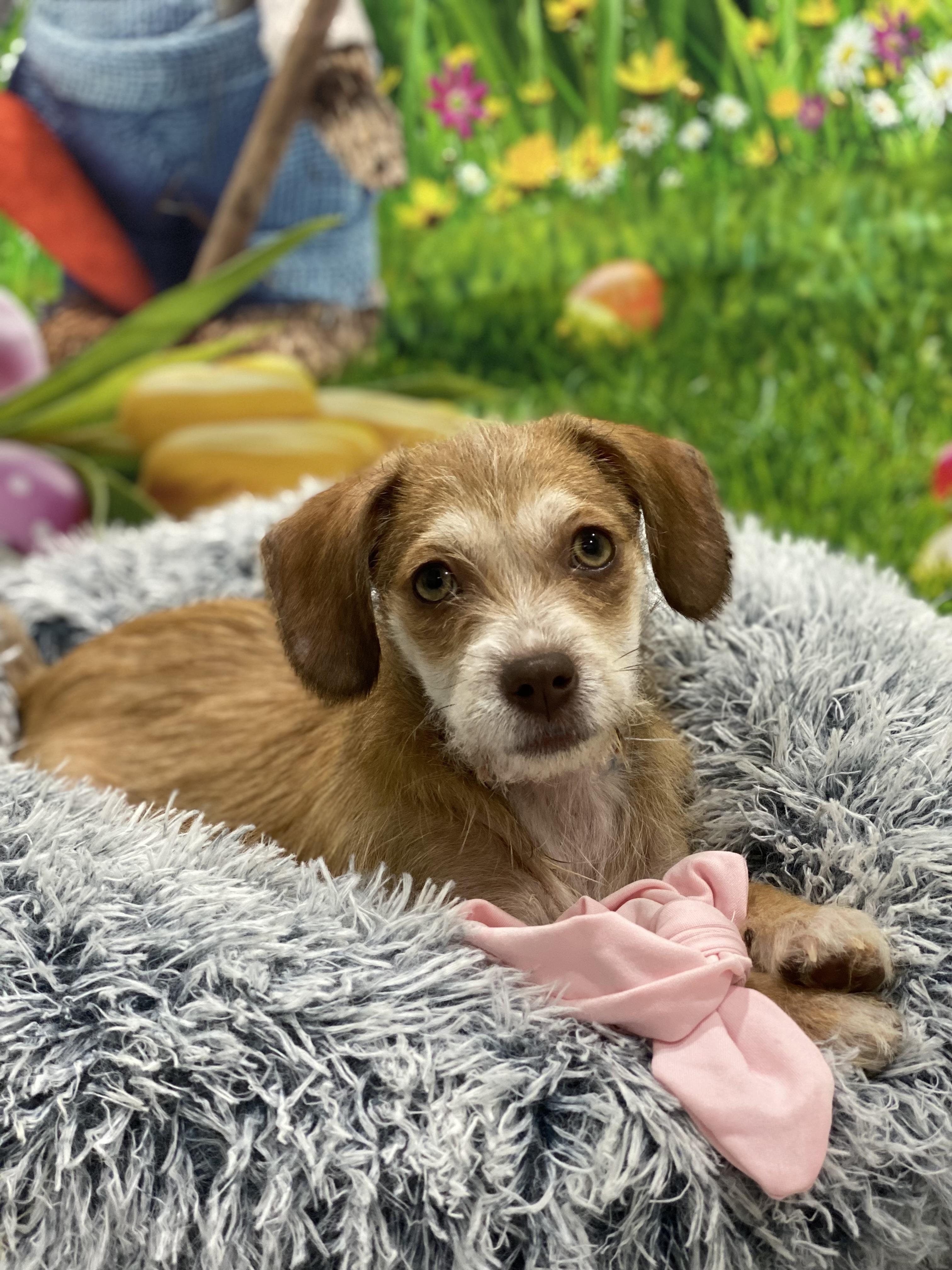 Enlarge Petunia, a Adoptable Terrier in Copiague, NY image 3/5