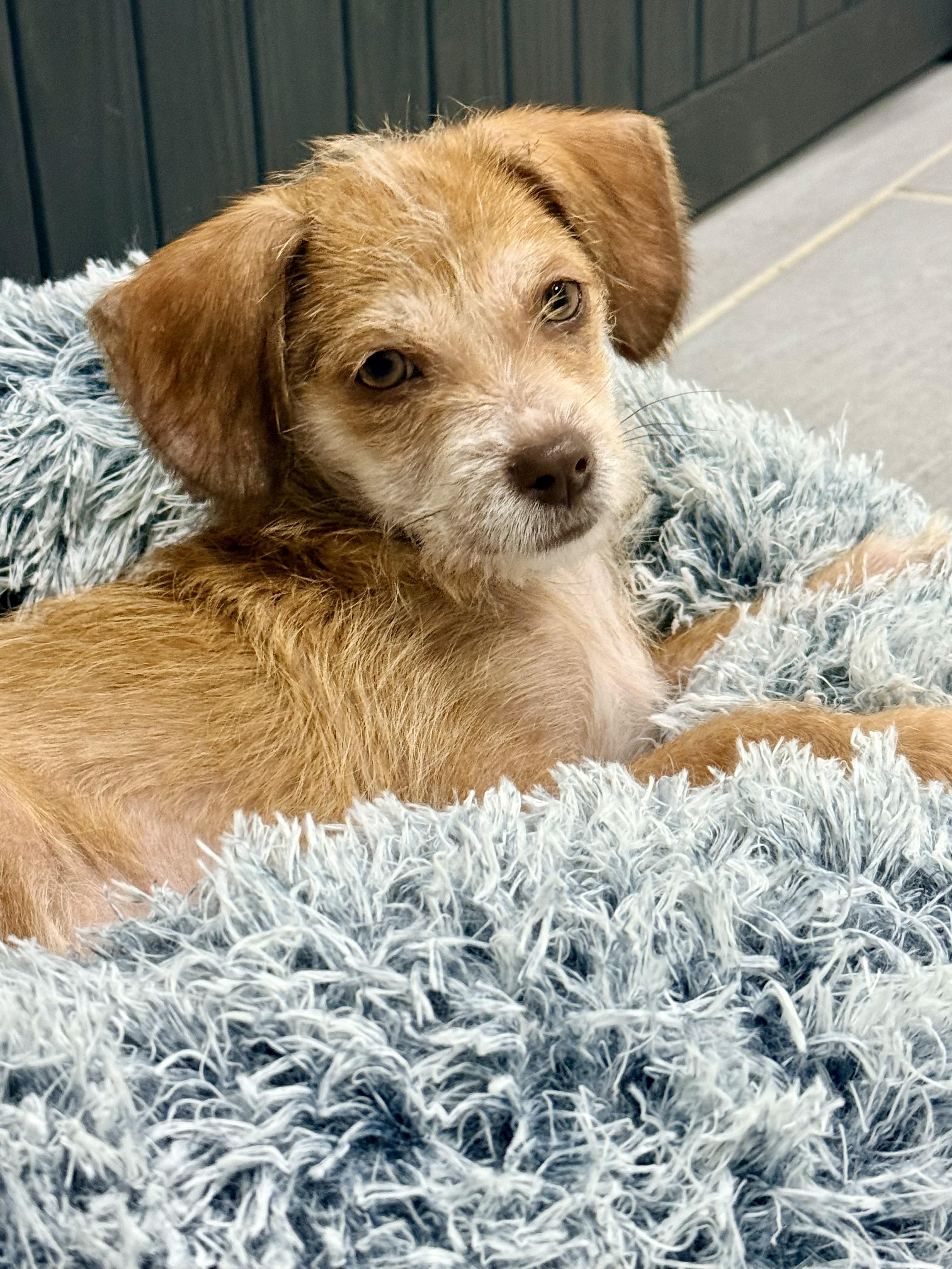 Enlarge Petunia, a Adoptable Terrier in Copiague, NY image 4/5