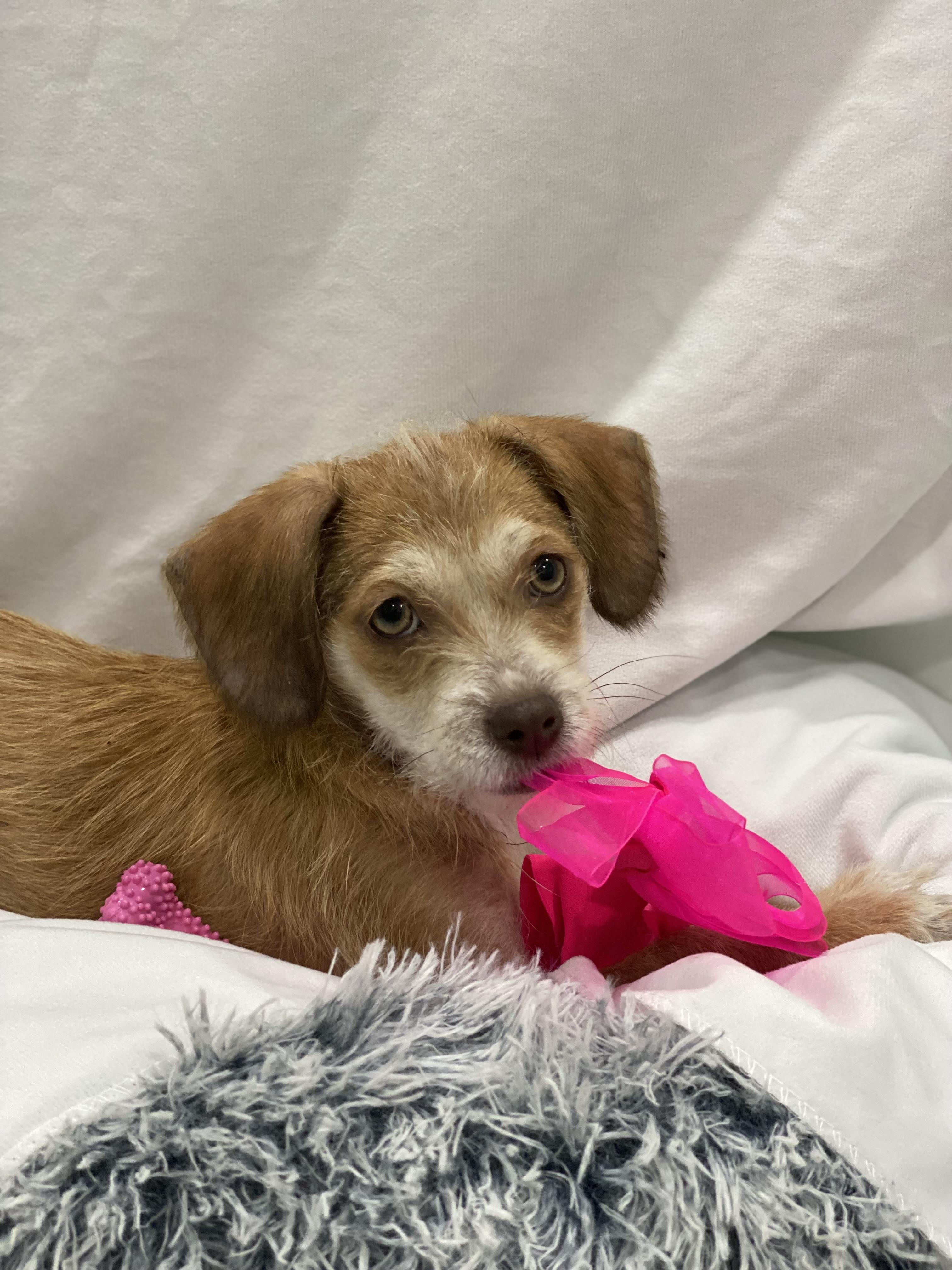 Enlarge Petunia, a Adoptable Terrier in Copiague, NY image 1/5