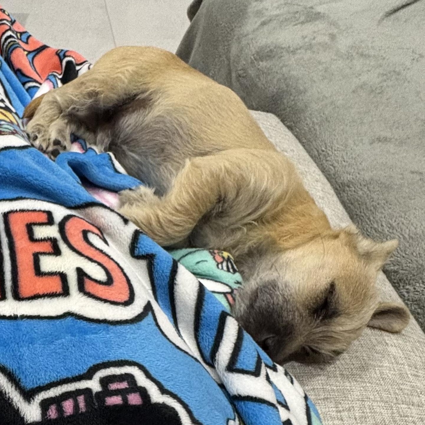 Enlarge MINY, an adopted mixed breed in Ridgefield, NJ image 2/3