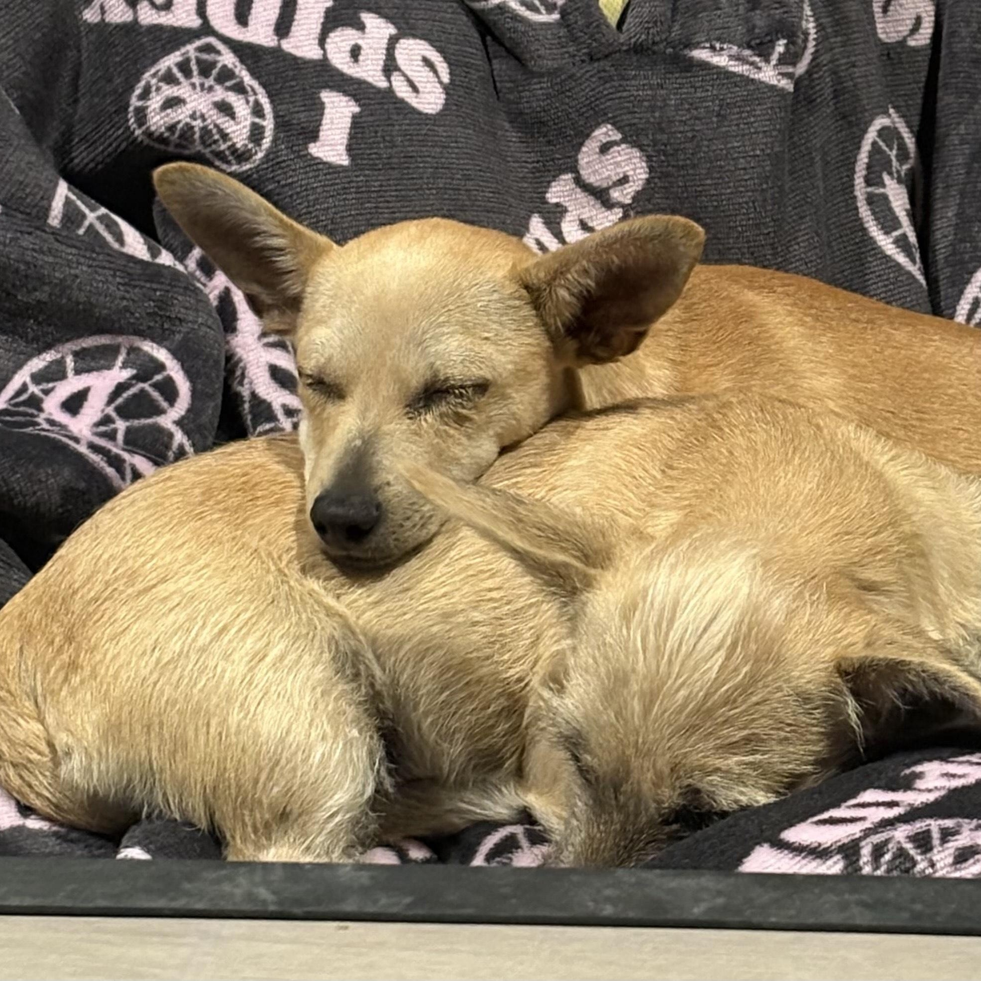 Enlarge MINY, an adopted mixed breed in Ridgefield, NJ image 3/3