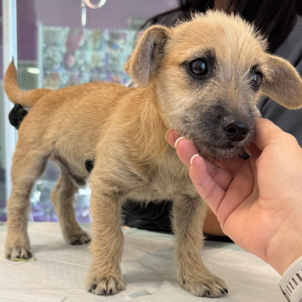 MINY, adopted, Puppy Male Terrier & Chihuahua.
