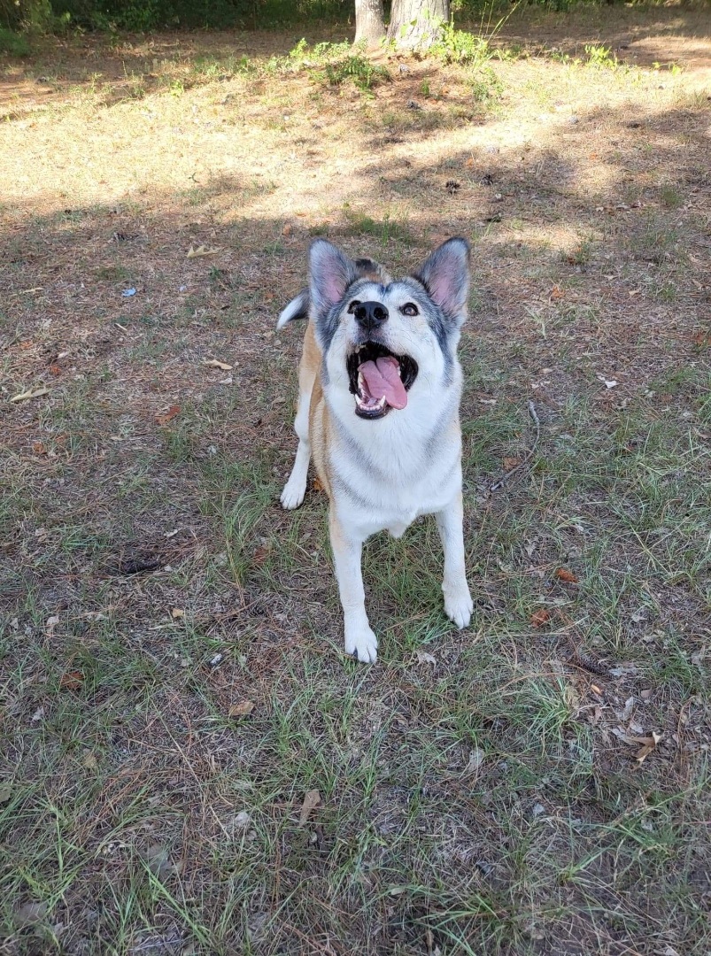 Maya, Adoptable, Adult Female Shepherd & Mixed Breed.