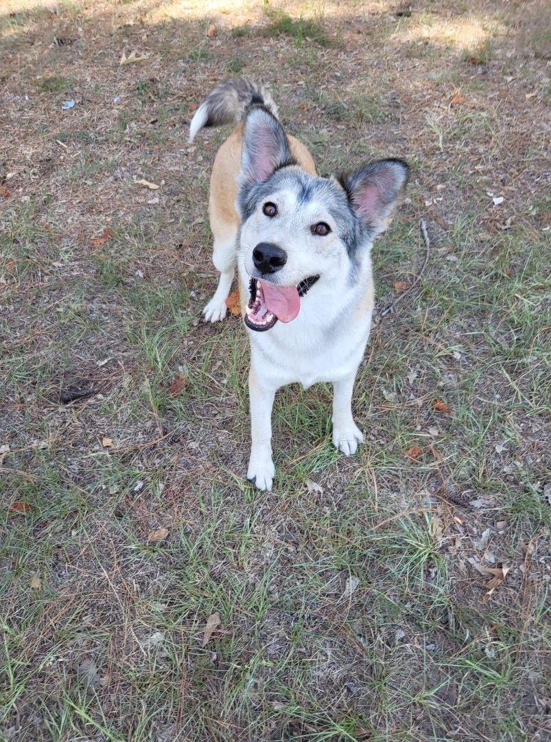 Enlarge Maya, a Adoptable mixed breed in Madison , WI image 3/6