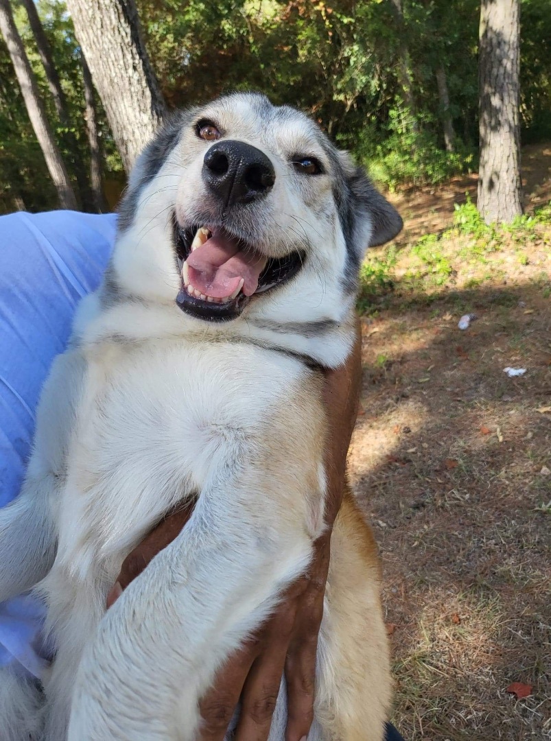 Enlarge Maya, a Adoptable mixed breed in Madison , WI image 4/6