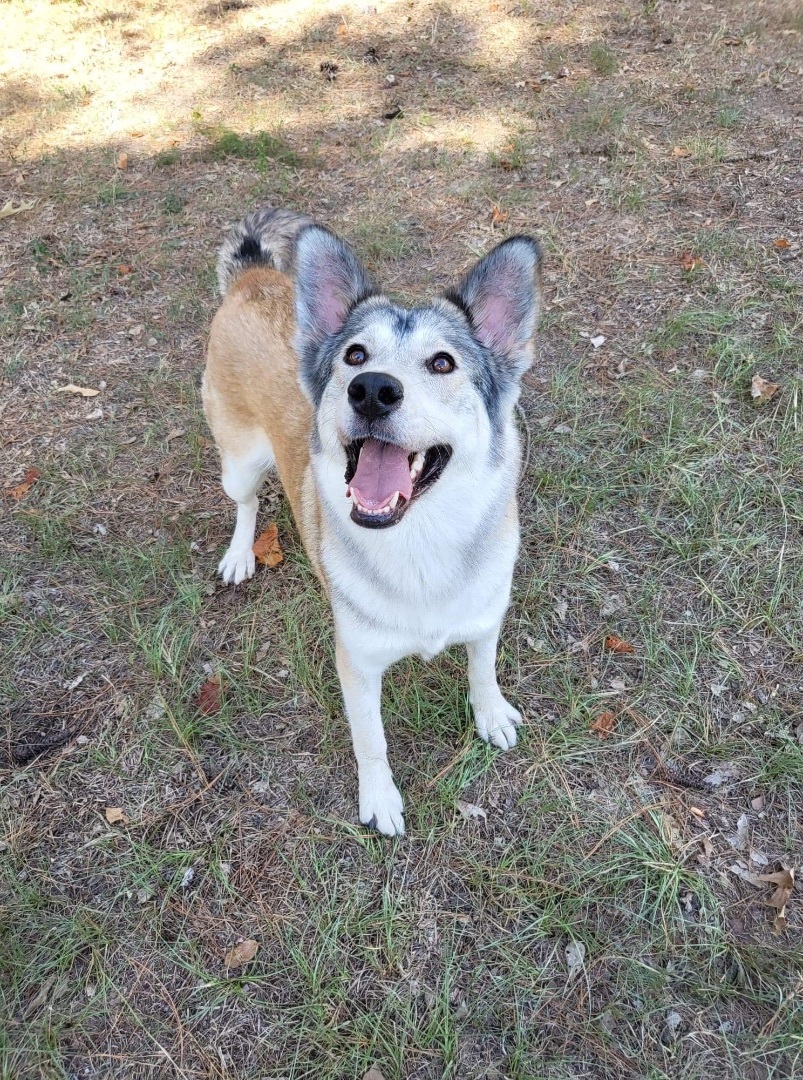 Enlarge Maya, a Adoptable mixed breed in Madison , WI image 5/6