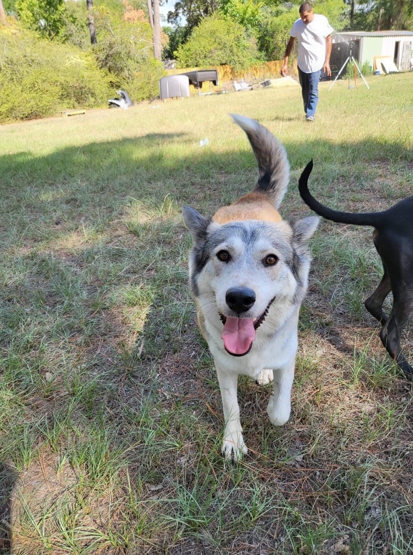 Enlarge Maya, a Adoptable mixed breed in Madison , WI image 6/6