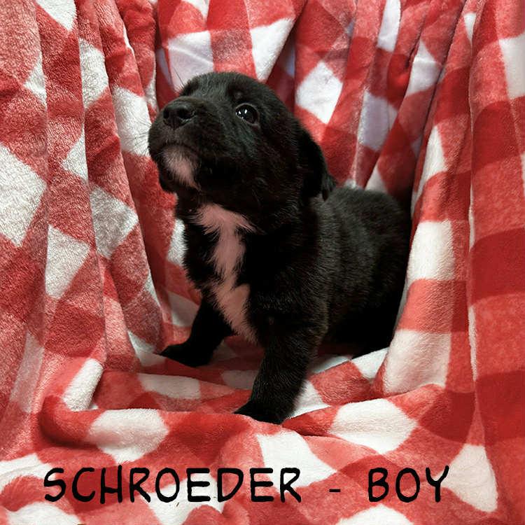 Enlarge Schroeder , a Adoptable mixed breed in Whiting, NJ image 1/1