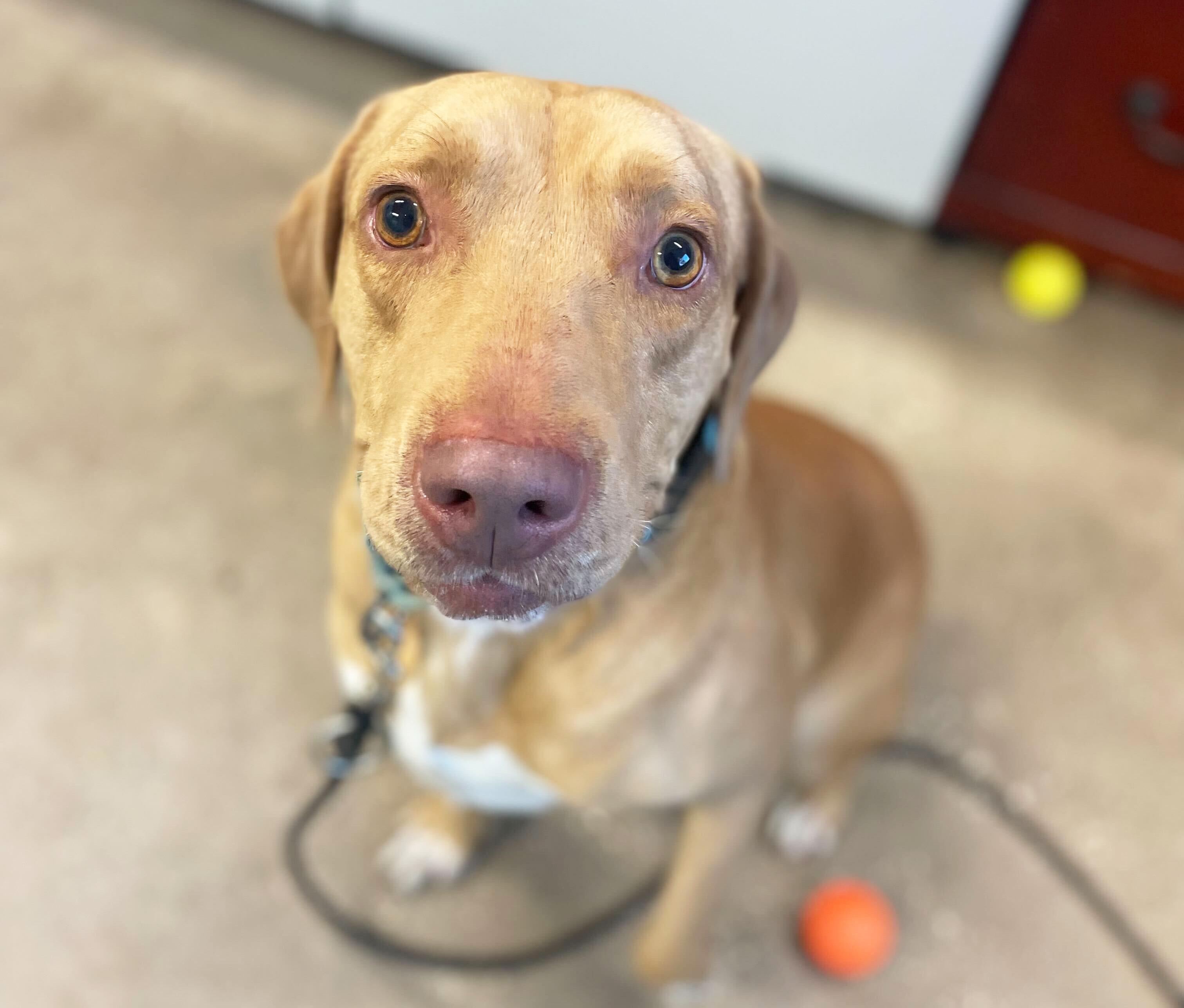 CARTER, adoptable, Young Male Mixed Breed.