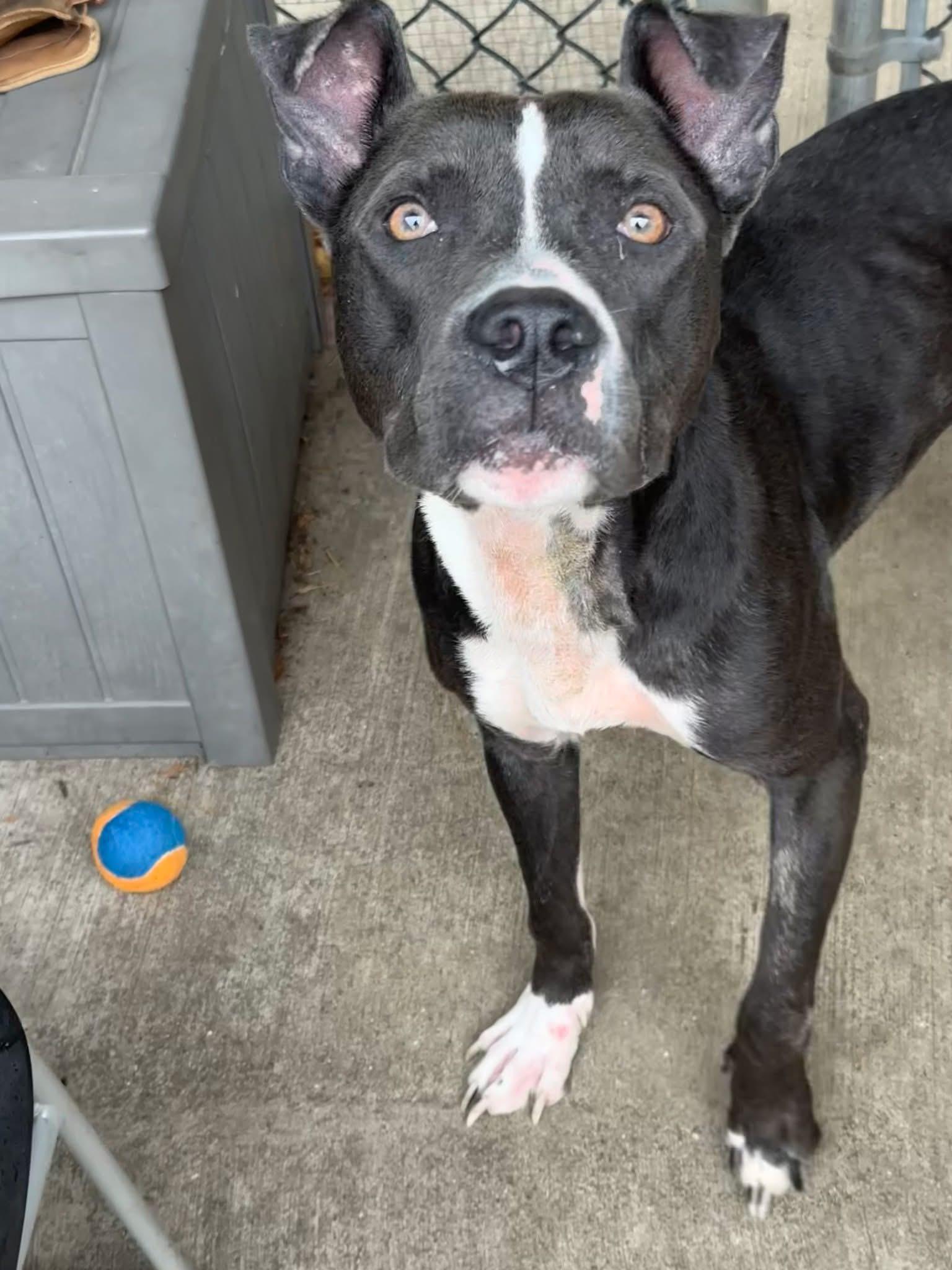 Enlarge Carbon, a ADOPTABLE Pit Bull Terrier in Chicago, IL image 4/5