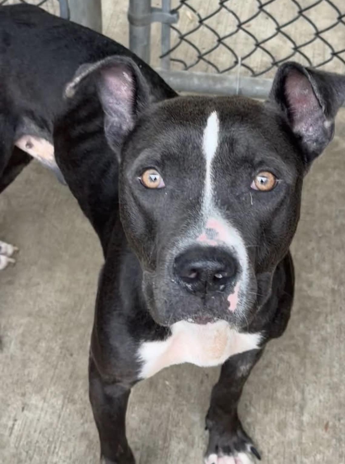 Enlarge Carbon, a ADOPTABLE Pit Bull Terrier in Chicago, IL image 1/5