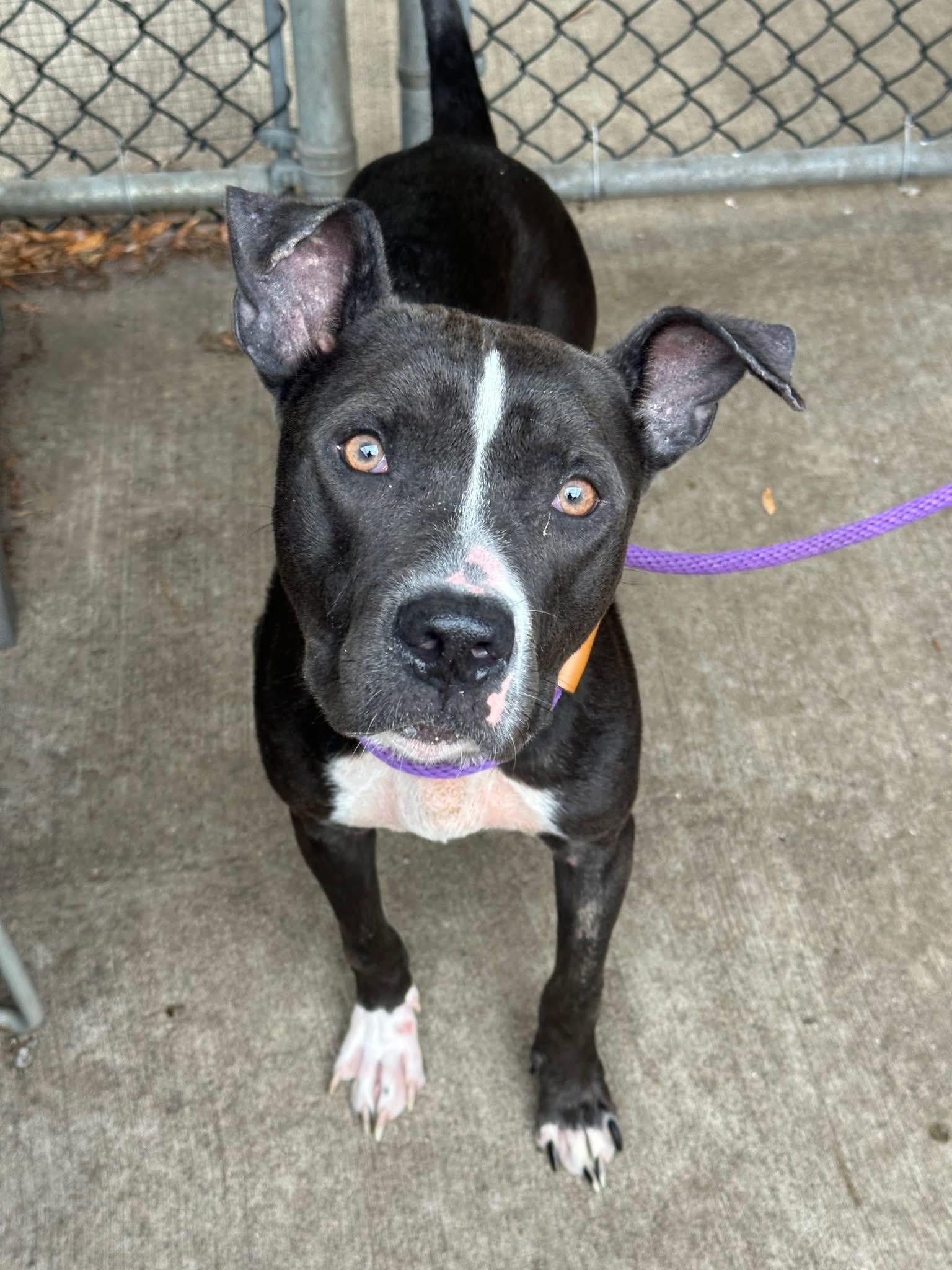 Enlarge Carbon, a ADOPTABLE Pit Bull Terrier in Chicago, IL image 2/5