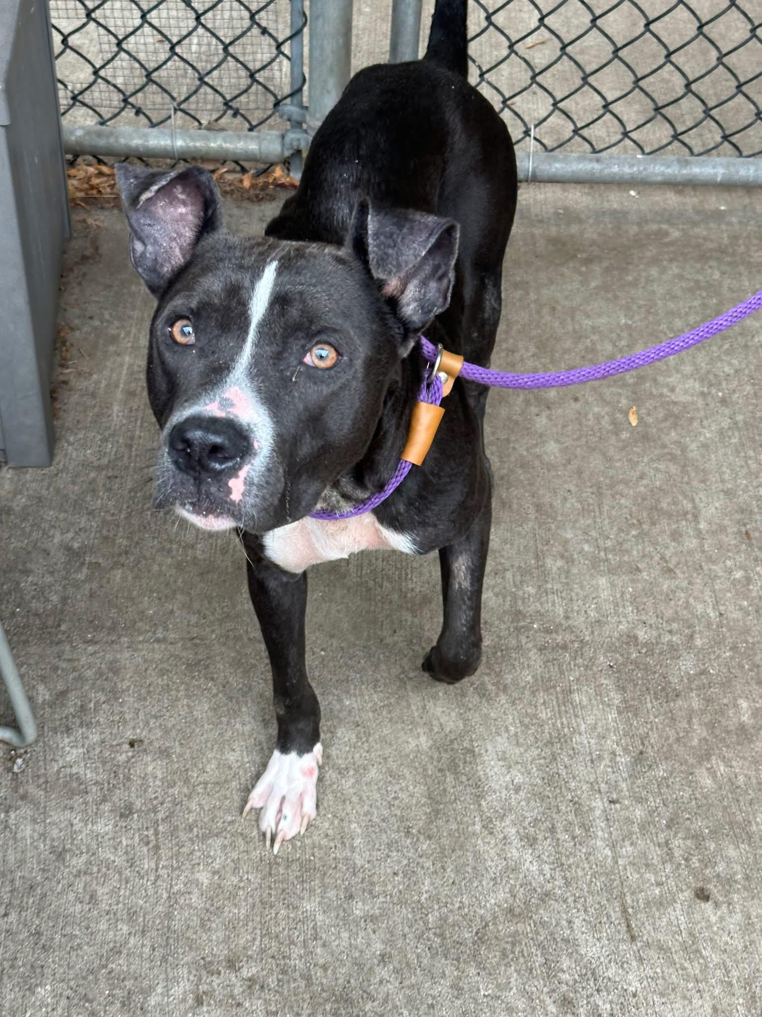 Enlarge Carbon, a ADOPTABLE Pit Bull Terrier in Chicago, IL image 3/5
