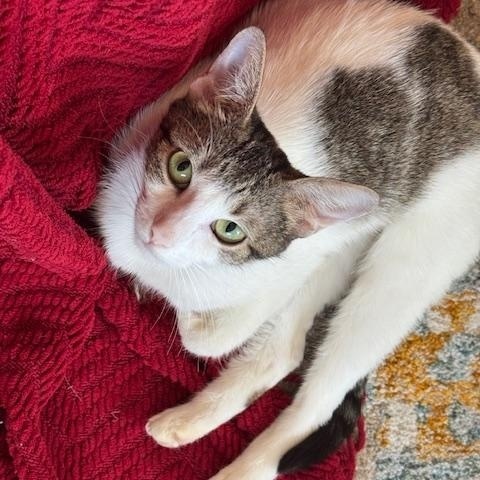 Willow Greene-Mcentee