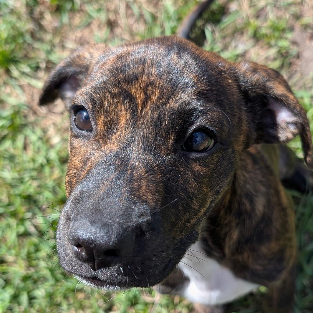 Enlarge Frappe, a Adoptable mixed breed in Wadena, MN image 1/2