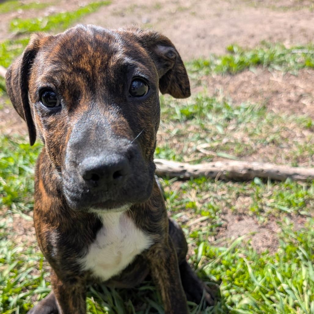 Enlarge Frappe, a Adoptable mixed breed in Wadena, MN image 2/2