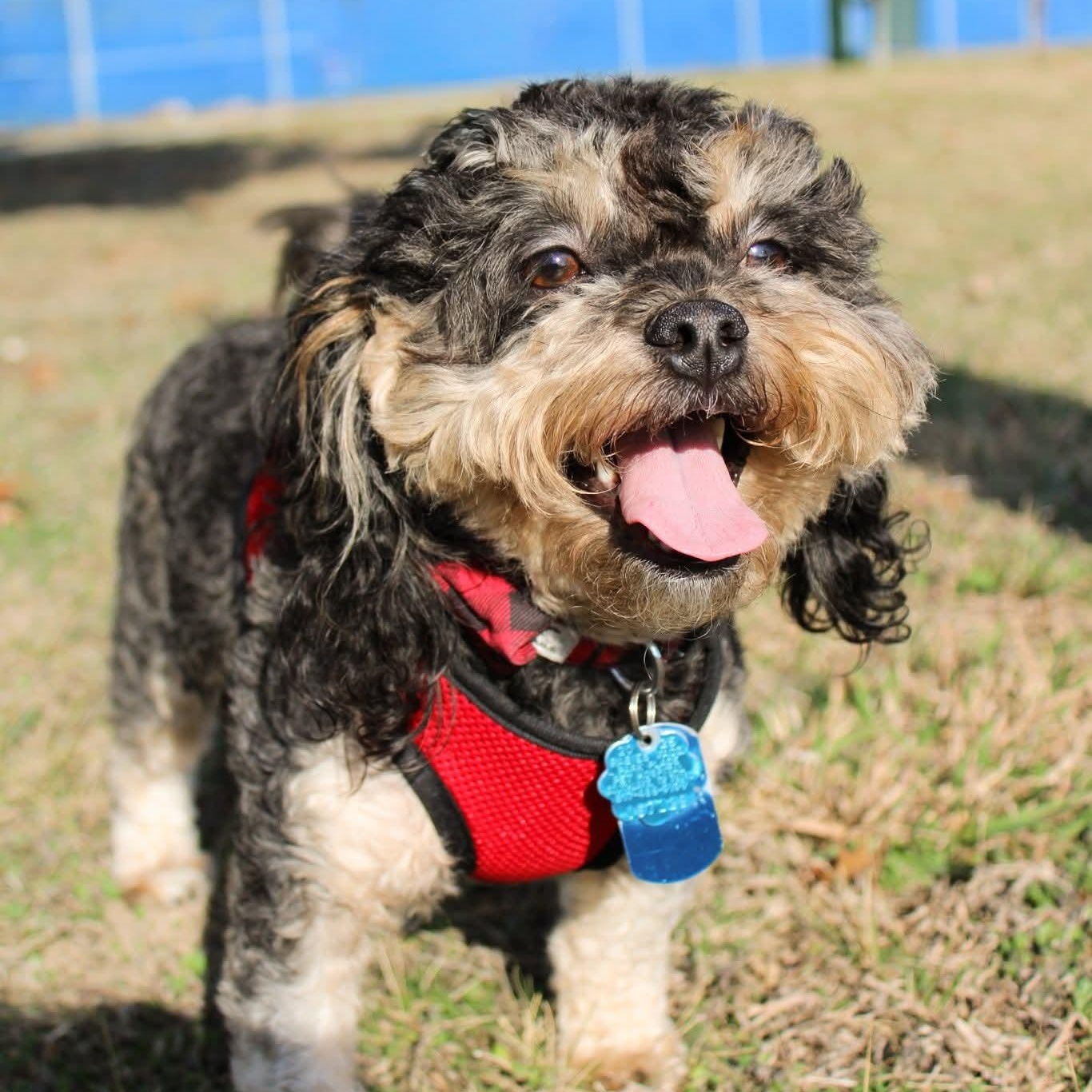 Enlarge Twix , an adopted mixed breed in Fort Worth, TX image 1/3