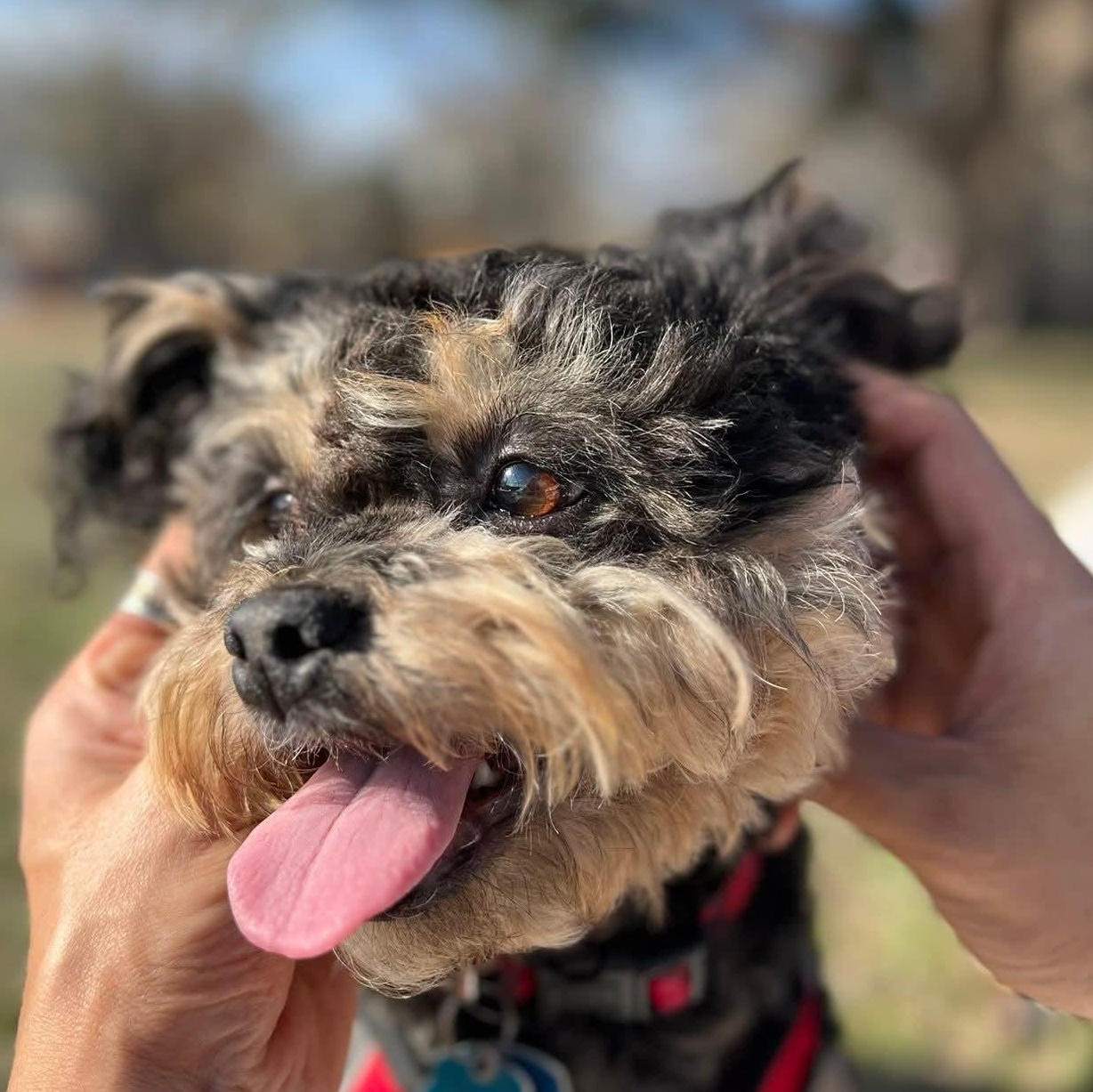 Enlarge Twix , an adopted mixed breed in Fort Worth, TX image 3/3