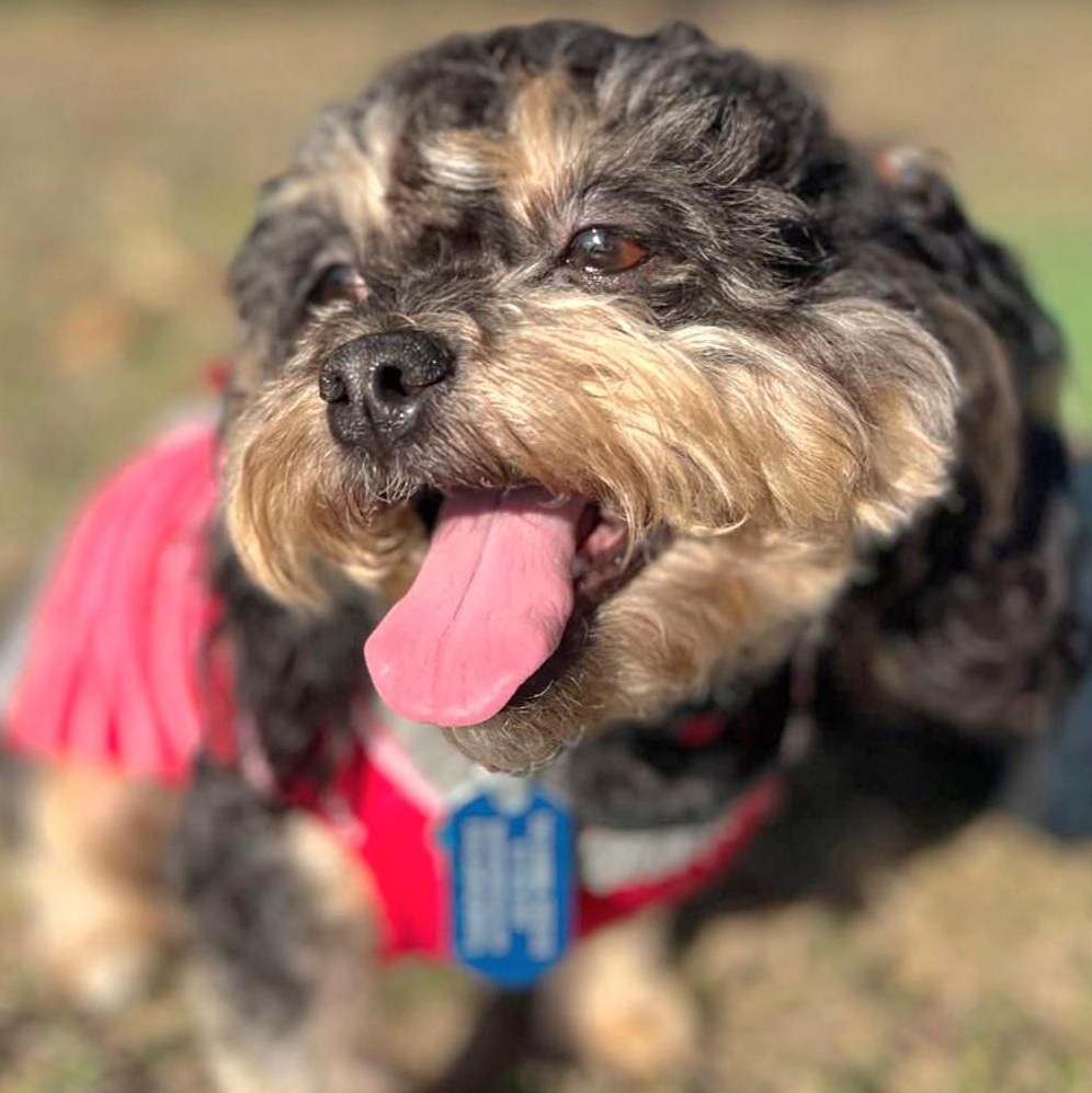 Enlarge Twix , an adopted mixed breed in Fort Worth, TX image 2/3