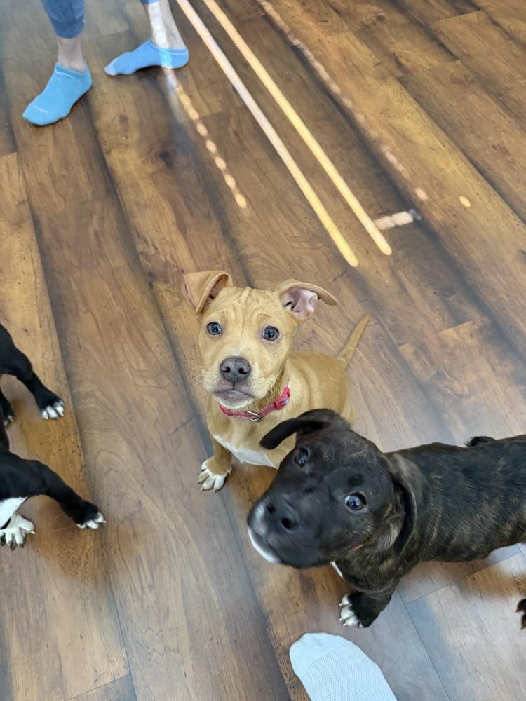 Lindsey2, Adoptable, Puppy Female Boxer & Hound.