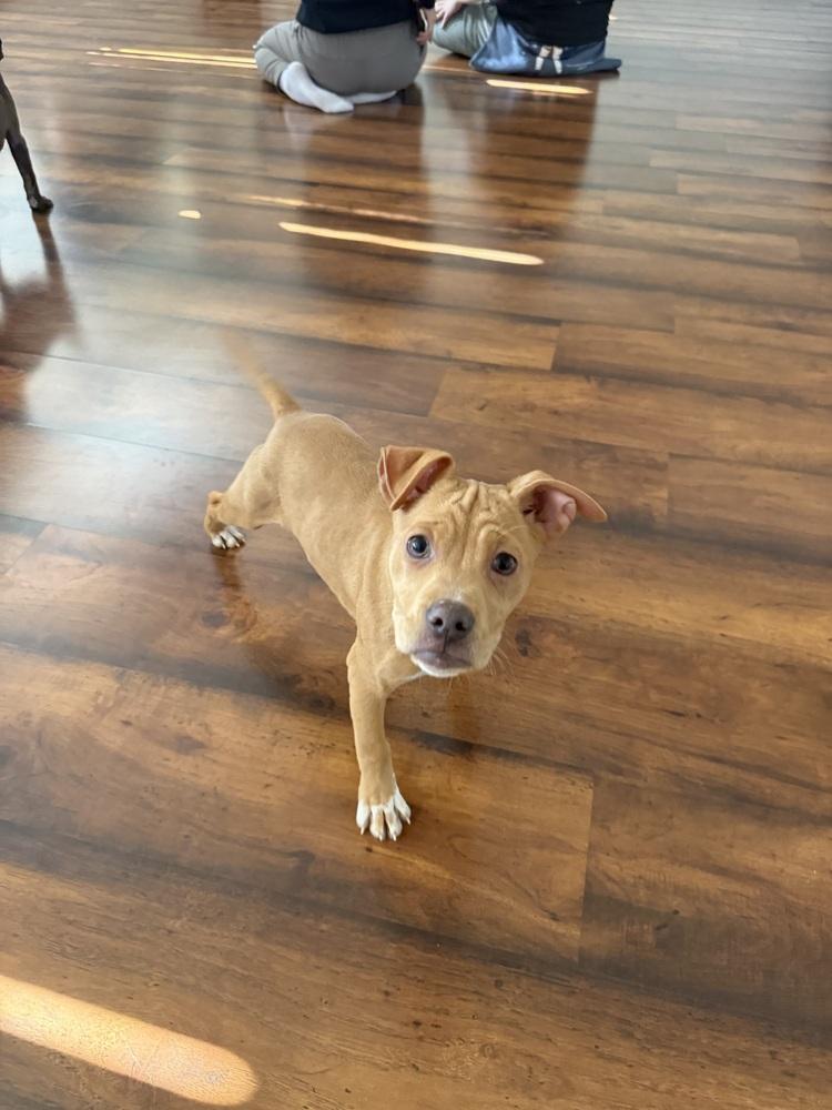 Lindsey2, a Adoptable mixed breed in Littleton, CO image 5/6