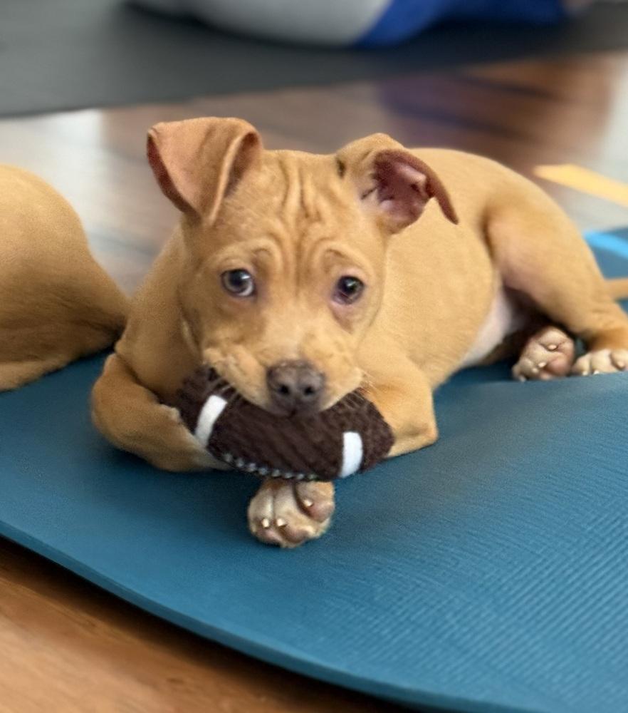 Lindsey2, a Adoptable mixed breed in Littleton, CO image 6/6