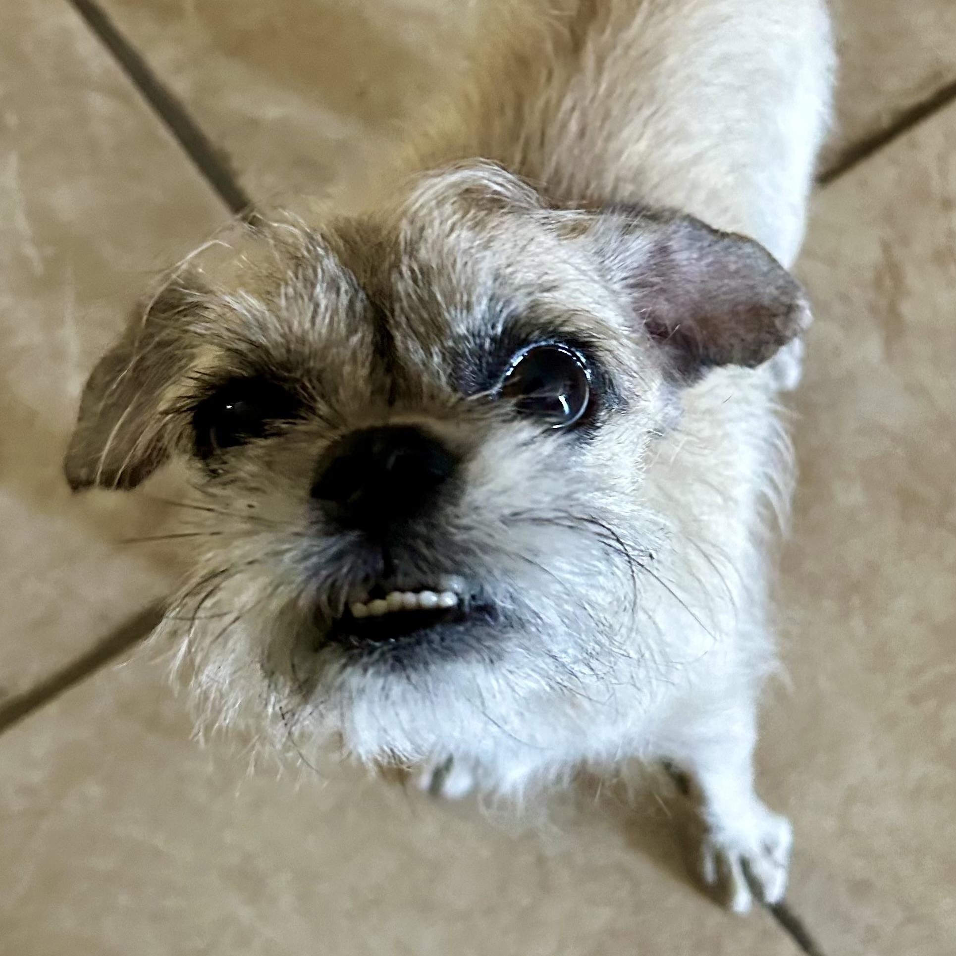 Gizmoakathe Rizzmo! thumbnail 5