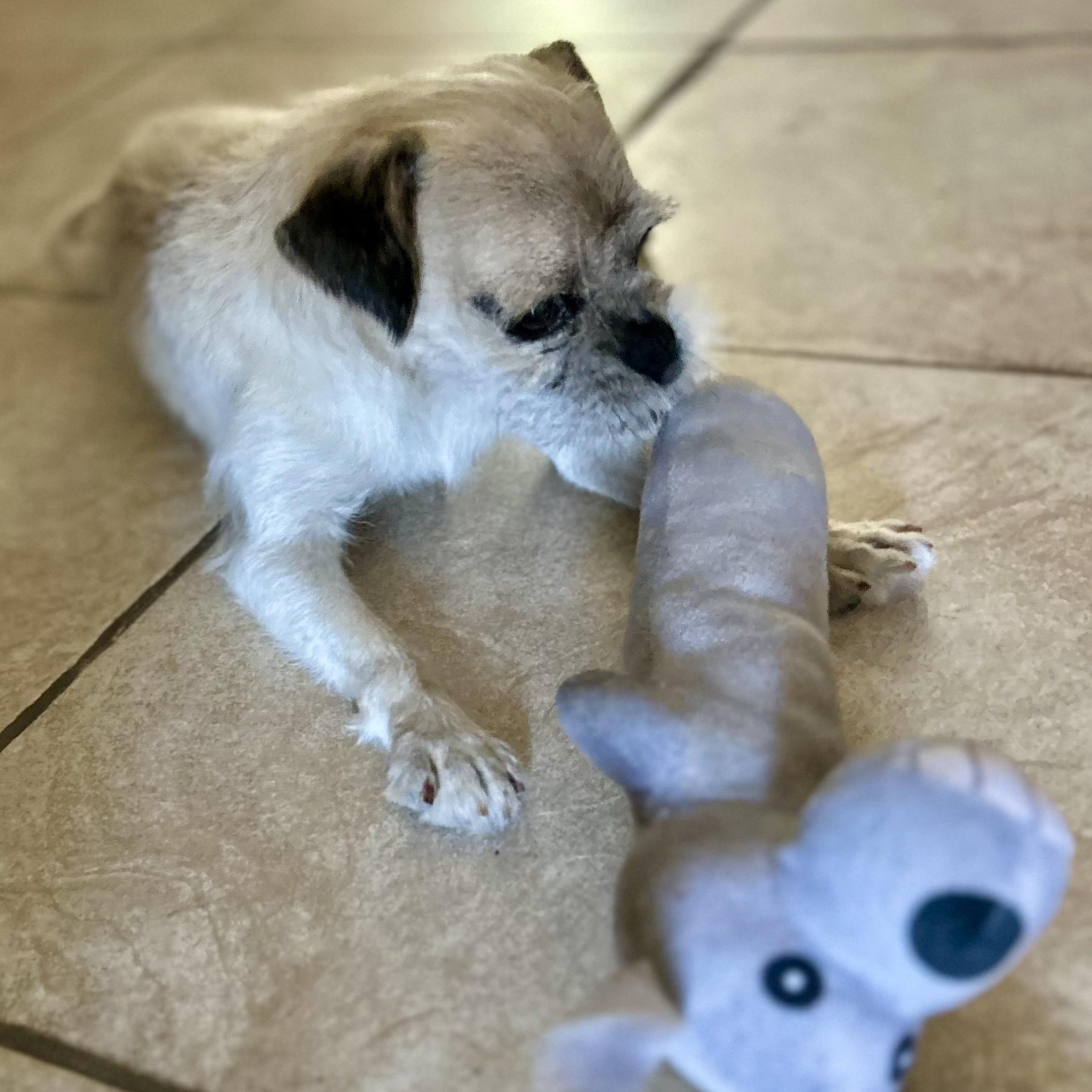 Gizmoakathe Rizzmo! thumbnail 6