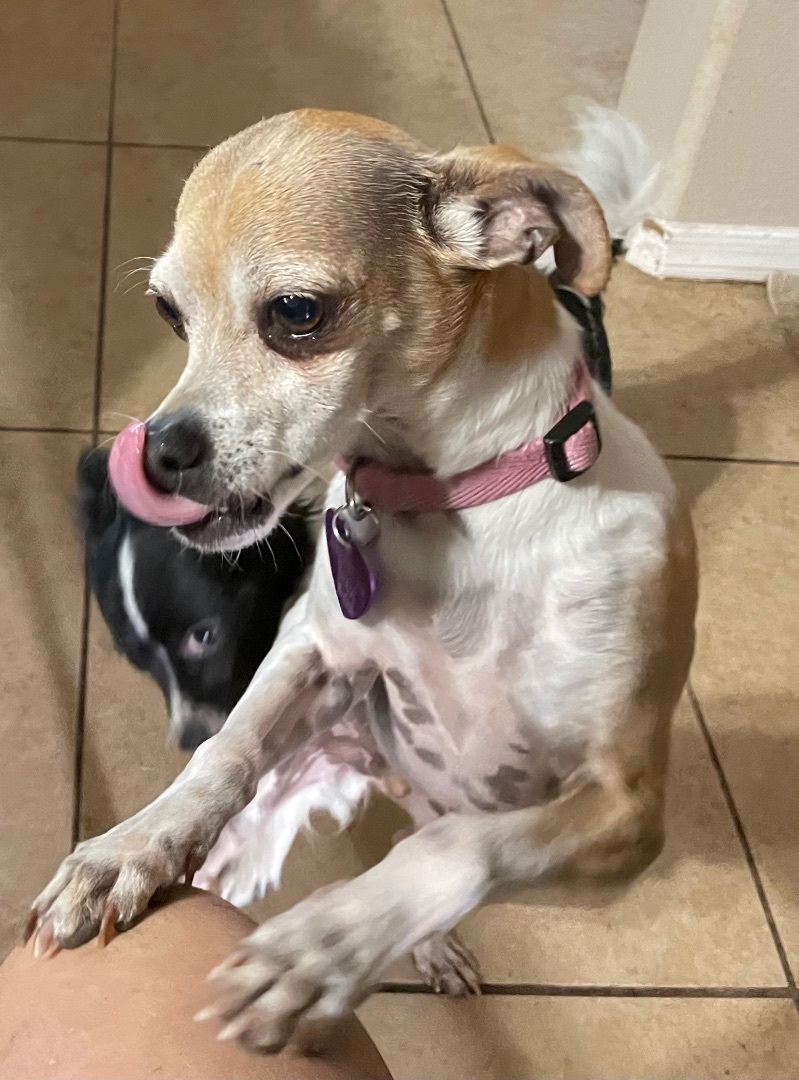 FRED, Adoptable, Adult Male Italian Greyhound & Miniature Pinscher.