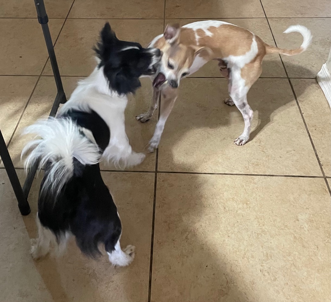 FRED, an adoptable Italian Greyhound, Miniature Pinscher in Phoenix, AZ, 85016 | Photo Image 2