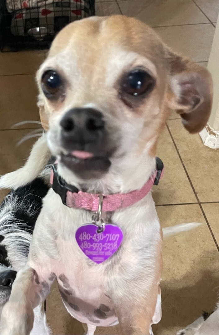 FRED, an adoptable Italian Greyhound, Miniature Pinscher in Phoenix, AZ, 85016 | Photo Image 1