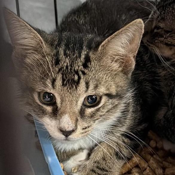 Ramsey (IN TRIAL ADOPTION), ADOPTABLE, Kitten Male Domestic Short Hair.