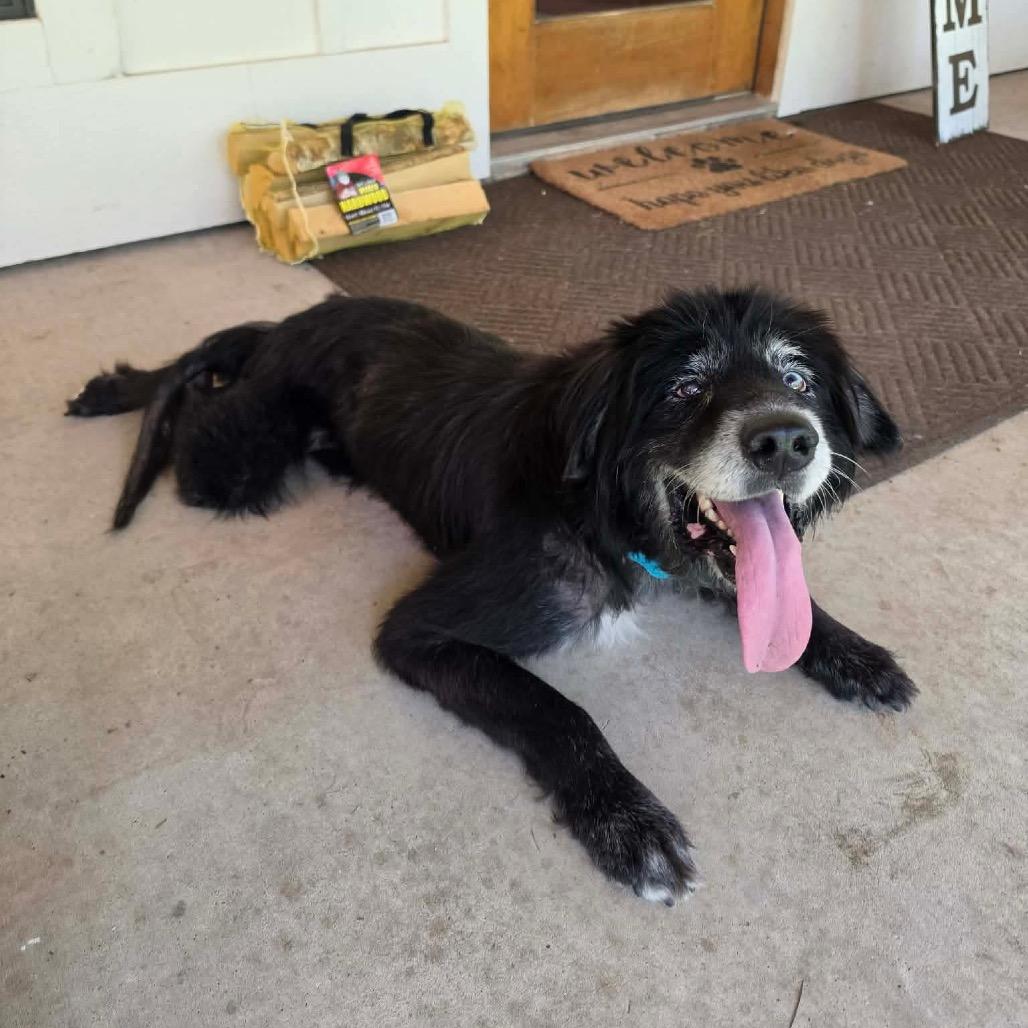 Sirius Black, Adoptable, Senior Male Husky & Mixed Breed.