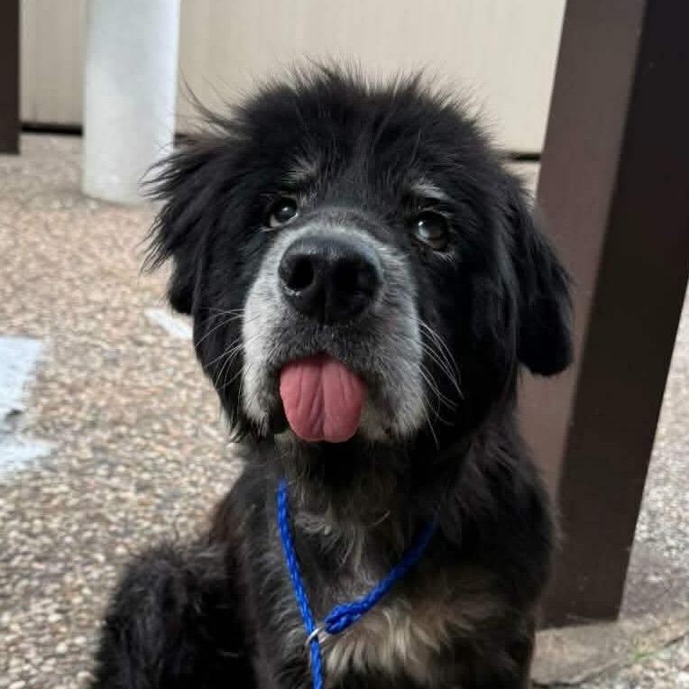 Sirius Black, Adoptable, Senior Male Shepherd & Mixed Breed.