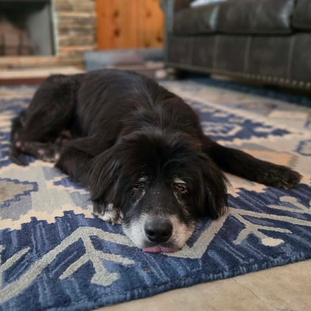 Enlarge Sirius Black, a Adoptable mixed breed in Pearland, TX image 3/5