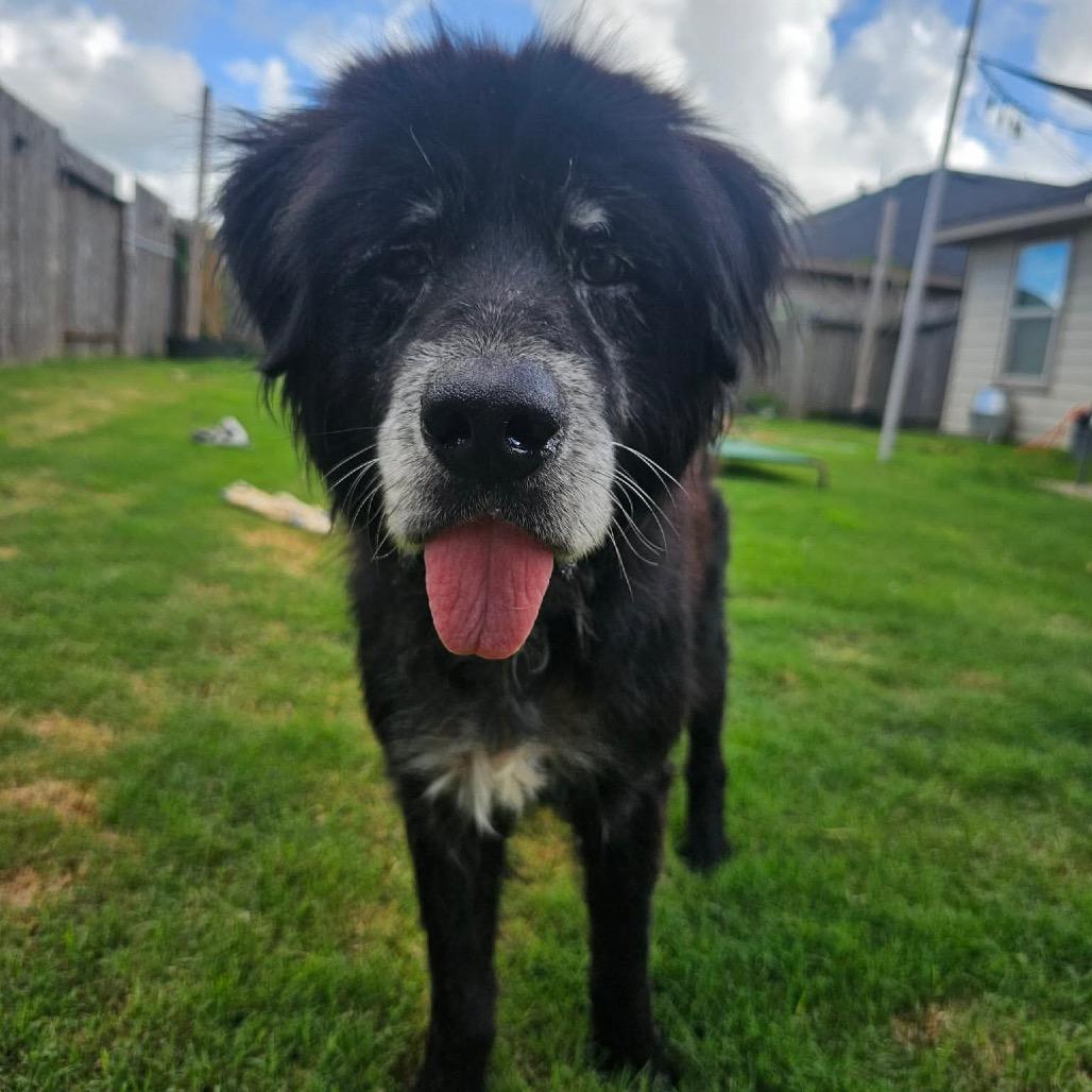 Enlarge Sirius Black, a Adoptable mixed breed in Pearland, TX image 4/5